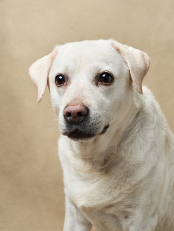A serene Labrador gazes thoughtfully against a minimalist backgroundの写真素材