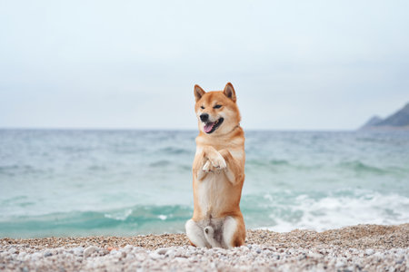 A joyful Shiba Inu dog stands on hind legs on a pebbly beach, sea waves behind.の写真素材