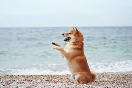 A joyful Shiba Inu dog stands on hind legs on a pebbly beach, sea waves behind.の写真素材