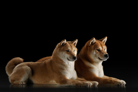 Two serene Shiba Inu dogs exude calm elegance against a dark backdropの写真素材