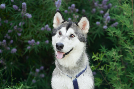 Siberian Husky sits attentively against a lavender bush, its striking features exuding a friendly alertnessの写真素材
