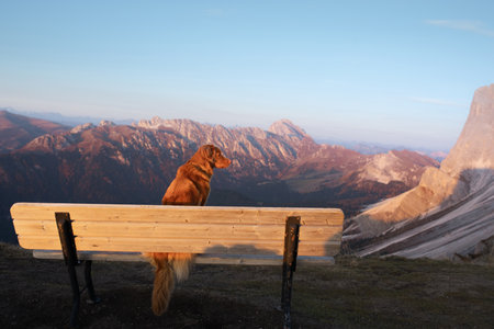 A Nova Scotia Duck Tolling Retriever dog beholds a mountain sunriseの写真素材