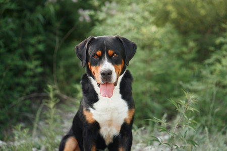 A joyful Greater Swiss Mountain Dog poses amidst flowering shrubsの写真素材