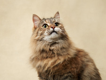 An attentive long-haired tabby cat against a neutral backdropの写真素材