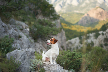 A Jack Russell Terrier dog sits proudly on a rocky trail.の写真素材