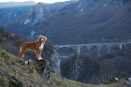 Nova Scotia Duck Tolling Retriever dog surveys the landscape from a mountainの写真素材