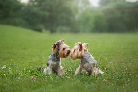 Two Yorkshire Terriers engage in playful interaction on a lush field, exchanging glancesの写真素材