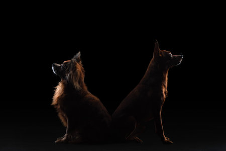 Two dogs are silhouetted against a dark background, one with fluffy fur