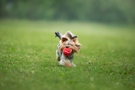 Yorkshire Terrier dog fetches toy, playful outdoor fun