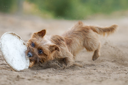 An Australian Terrier dog intently chases a toy on a sandy path