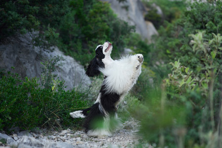 Joyful Cocker Spaniel leaps in a lush forest setting. The dog playful jumpの写真素材