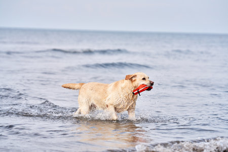 A wet Labrador Retriever joyfully retrieves a toy amidst seaの写真素材