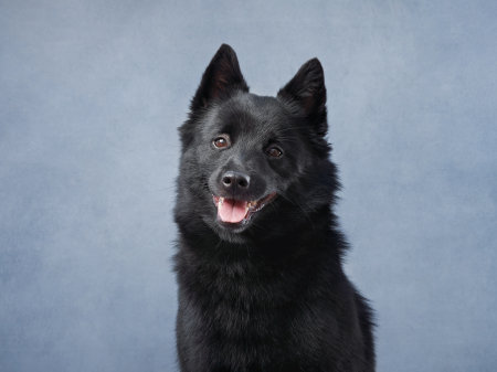 A black Schipperke dog poses against a blue background
