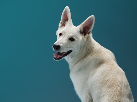 A vigilant White Swiss Shepherd dog poses against a cool blue backdrop