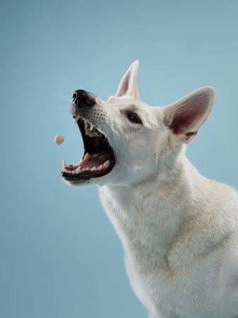 white shepherd dog anticipates a treat mid-air, against a serene blue backdrop
