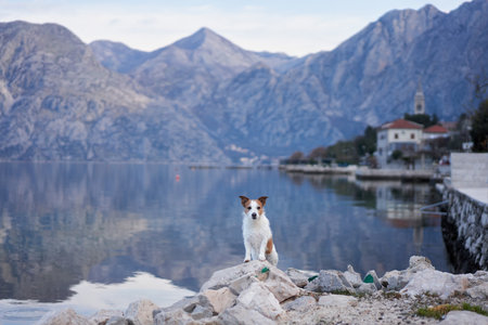 a Jack Russell Terrier scanning the placid lake against a backdrop of mountains