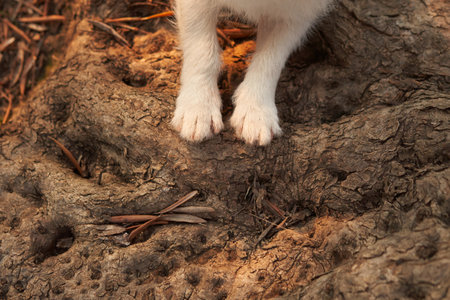 Close-up of a dog white paws on a rugged tree root, symbolizingの写真素材
