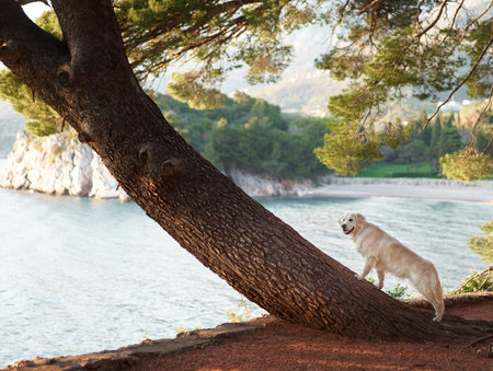 A cream-colored dog stands on a slanting tree trunkの写真素材