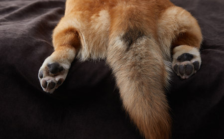 Close-up of a dogs paws, the fluffy golden fur suggests a large, friendly breed