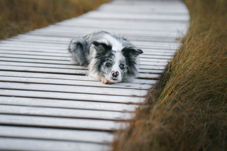 A merle Border Collie dog lies down on a wooden boardwalk amidst tall grassの写真素材