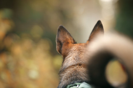 The back of a dog ears and head stand out against a soft-focus natural backgroundの写真素材