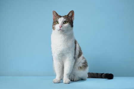 A poised domestic cat with a white and tabby coat sits against blue background