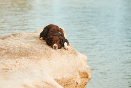 A relaxed Australian Shepherd dog lounges on a lakeside rock.の写真素材