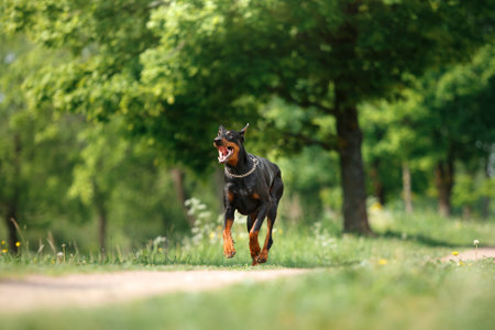 A Doberman Pinscher runs joyfully on a sunlit path, exuding energy and freedomの写真素材