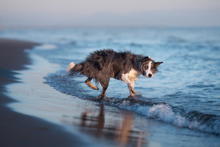 A drenched Border Collie dog trots through shallow sea watersの写真素材