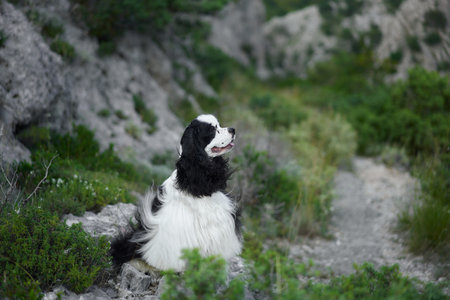 The Spaniel dog looks back with windswept fur, moment of adventure captured.の写真素材