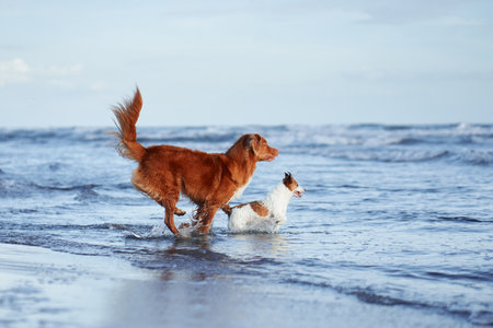 Two dogs are frolicking in shallow ocean waters under a clear sky