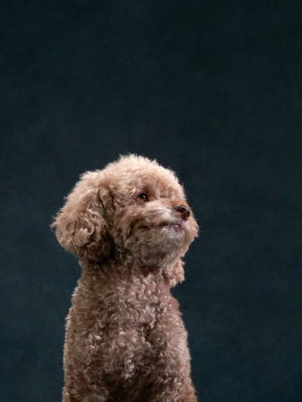 Poodle sits gracefully, looking off into the distance with a noble airの写真素材