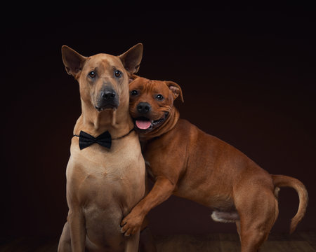 A Thai Ridgeback and a Staffordshire Bull Terrier pose together in a studio setting.