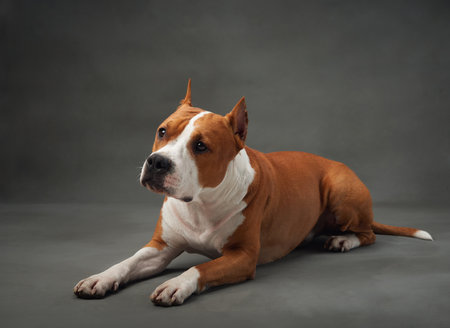 A poised American Staffordshire Terrier dog lies elegantly on a grey studio backdropの写真素材