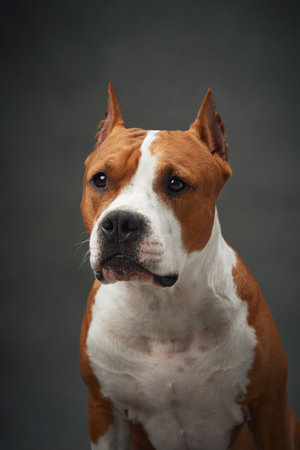 Portrait of an American Staffordshire Terrier dog, focused and dignifiedの写真素材