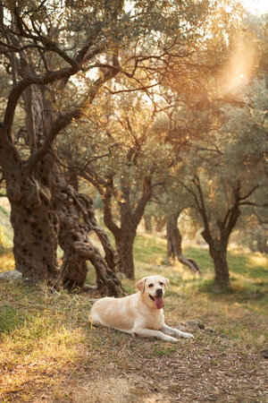 A serene Labrador Retriever dog rests in a sun-dappled olive groveの写真素材