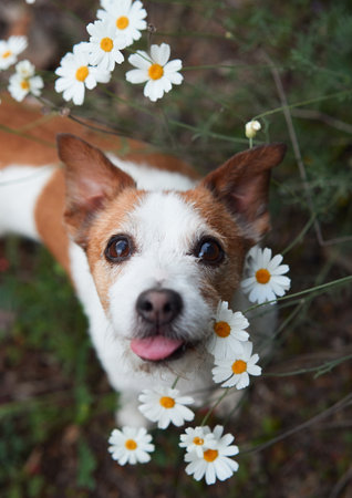 A close-up of a Jack Russell Terrier dog , smiling amid a field of white daisiesの写真素材