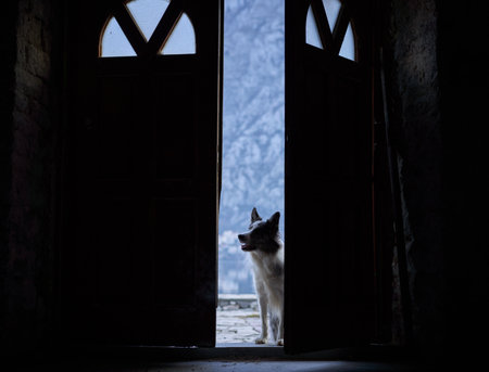 Dog stands in a doorway, silhouetted against a wintry landscape outside