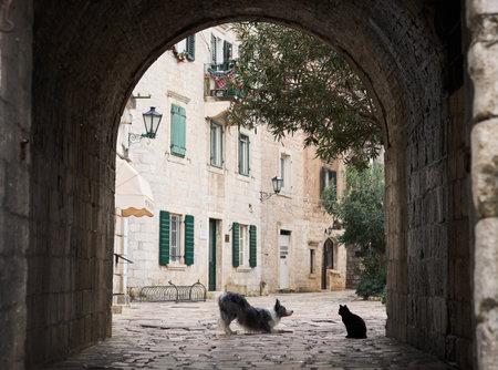 A Border Collie dog and a cat face off in a historic alleyの写真素材