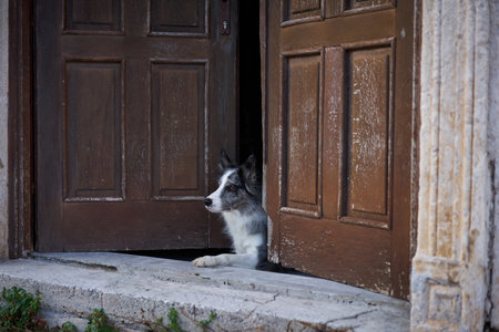 A Border Collie dog cautiously steps out from an aged wooden doorwayの写真素材