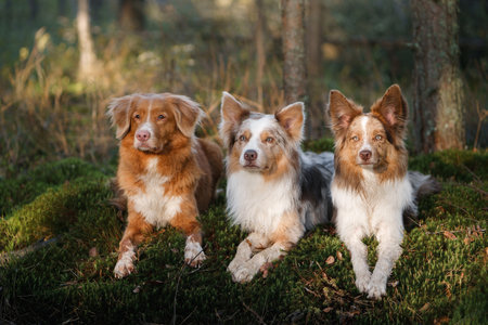 Two Border Collies and Nova Scotia Duck Tolling Retriever dogs rest in forest