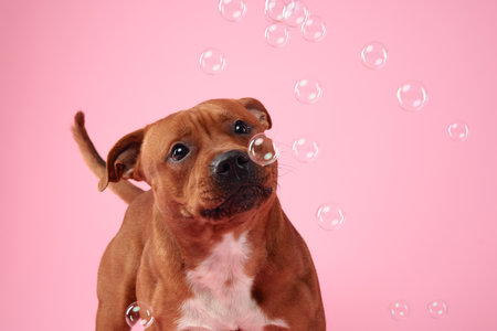 A joyful Staffordshire Bull Terrier is caught in a playful momentの写真素材