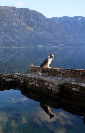 A Border Collie dog stands on an ancient stone bridge