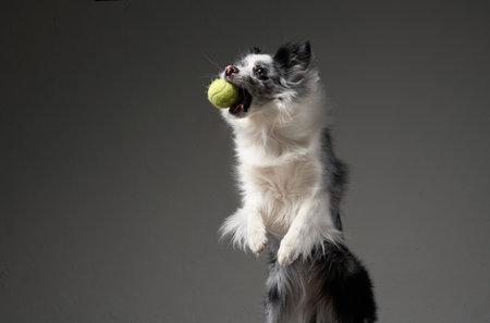 An exuberant Border Collie catches a tennis ball mid-air, grey backgroundの写真素材