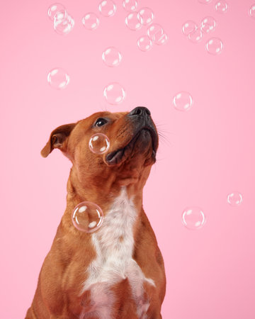 A joyful Staffordshire Bull Terrier is caught in a playful momentの写真素材