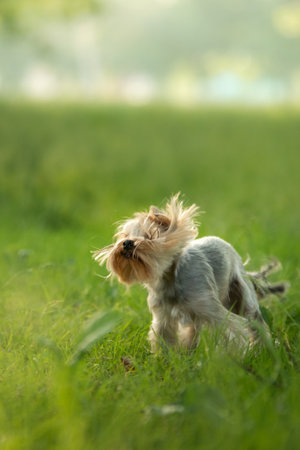 A Yorkshire Terrier stands amidst lush greenery, its coat tousled by the breeze