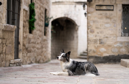 A Border Collie dog rests on a cobblestone street in an old European townの写真素材