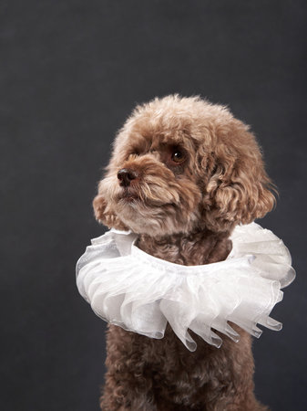 A Poodle in studio attire, Dog with ruffled collarの写真素材