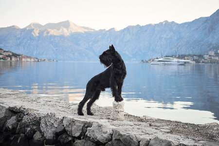 A black Schnauzer stands proudly on a seaside promenade