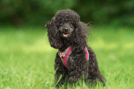 A cheerful black poodle dog in a pink harness sits on vibrant green grass